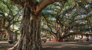 Maui’s Oldest Living Tree Incinerated in Hawaii Wildfires