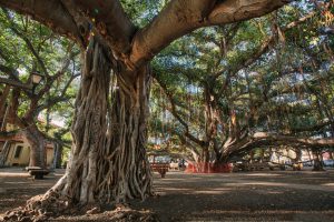 Maui’s Oldest Living Tree Incinerated in Hawaii Wildfires