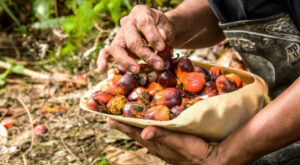 Indonesia’s oil palm smallholders need both state and EU support (commentary)