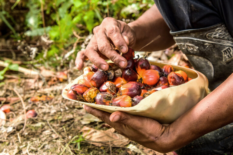 Indonesia’s oil palm smallholders need both state and EU support (commentary)
