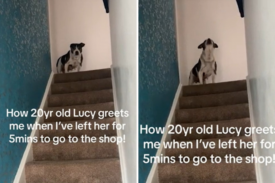 Watch How 20-Year-Old Dog Greets Owner Coming Home After Few Minutes Apart