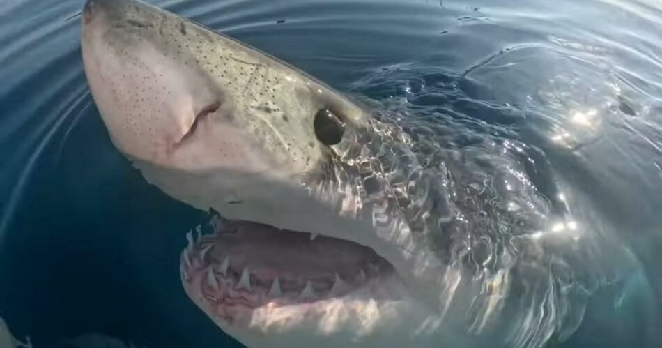 Hungry great white shark circles boaters before attacking a whale carcass